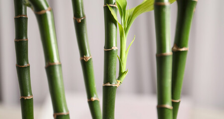 Beautiful decorative green bamboo plant indoors, closeup