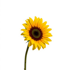 A bright yellow sunflower with a deep brown center, standing upright and isolated on a white background.