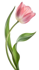 Beautiful pink tulip with green leaves elegantly curved against a plain background in a delicate floral arrangement  PNG  transparent