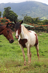 Obraz premium horse in the mountains