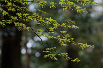 青もみじ