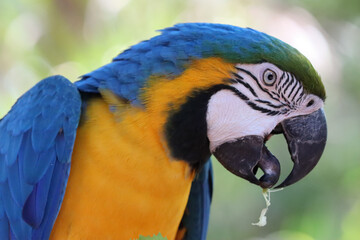 Feeding, with the tongue showing, of the blue-and-yellow macaw (Ara ararauna), also known as the yellow-bellied macaw, arari, yellow macaw, canindé macaw, © Ren