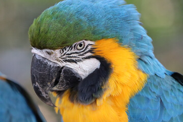 Face of blue-and-yellow macaw (Ara ararauna), also known as the yellow-bellied macaw, arari, yellow macaw, canindé macaw,