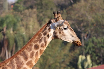 African giraffe, showing the side of its head, neck and the sky in the background, walking in a zoological park