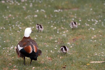 Paradise Shelduck Family with Ducklings on a Lush Lawn