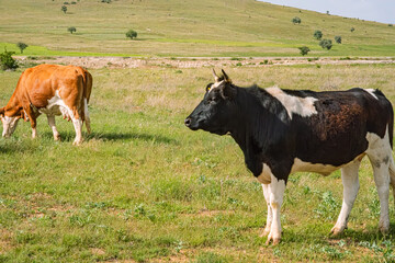 Fototapeta premium Cattle grazing in a green meadow. A serene rural landscape featuring two cows grazing in a lush grassy field. Rolling hills and scattered trees complete the idyllic scene.