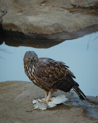 Hawk eagle with kill