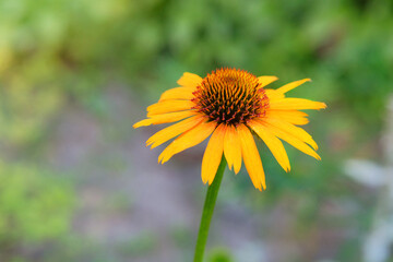 Echinacea in meadow. Plant of Aster family. Ornamental plant. Orange Echinacea grows in meadow or open areas. Cottage garden.