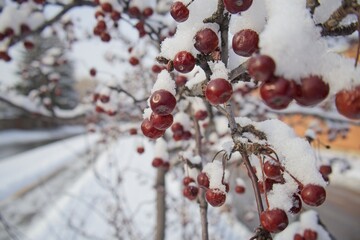 Snow-Covered Red Berries on a Tree Branch