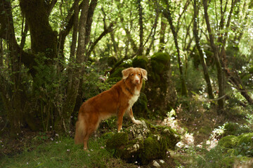 A Nova Scotia Duck Tolling Retriever standing confidently among moss-covered roots in a forest. The...