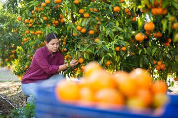 Hardworking farmer girl working in a fruit nursery plucks ripe tangerines from a tree