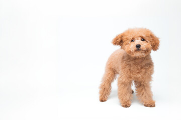 Poodle Miniature Apricot Posing and Playing in a Studio Setting