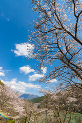Obraz premium 青空と桜（熊本県水上村）