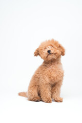 Poodle Miniature Apricot Posing and Playing in a Studio Setting