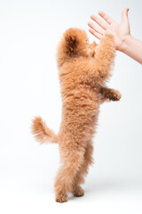 Poodle Miniature Apricot Posing and Playing in a Studio Setting