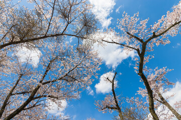 青空と桜（熊本県水上村）