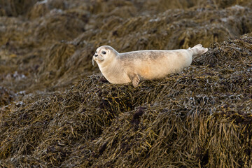 harbor seal, Phoca vitulina, seal on shore, wild, in the wild, female, light fur, marine mammal, ocean, atlantic © LIMARIO