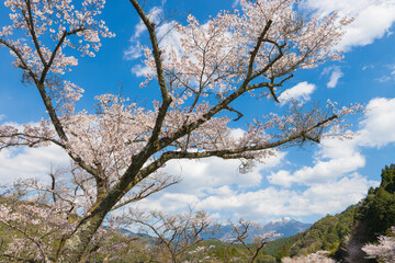 青空と桜（熊本県水上村）
