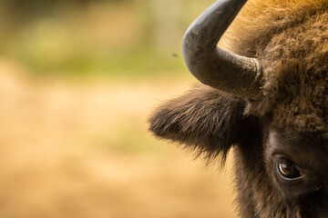european bison, wisent, background, space for text, blurred background, warm colors, real photo, bison bonasus, horn, eye, ear, fur © LIMARIO