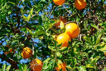 Orange tree full of large ripe citrus orange fruits and green leaves in a Spanish farm on a hot...