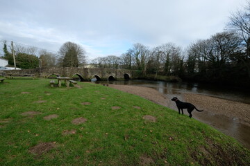 Primose a 7 month old Black Labrador Lostwithiel Tudor bridge and Fowey River