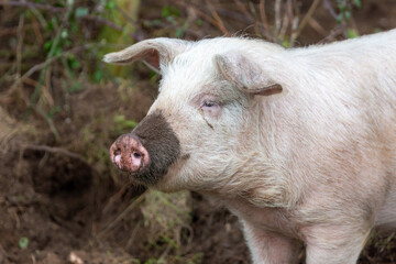 piglet in her enclosure, Image shows a single Large white crossbred piglet 