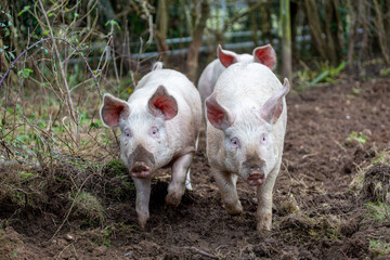 Three 3 month old piglets consisting of two girls and one boy  running towards the camera, Image shows three large white crossbreed piglets © J.Woolley