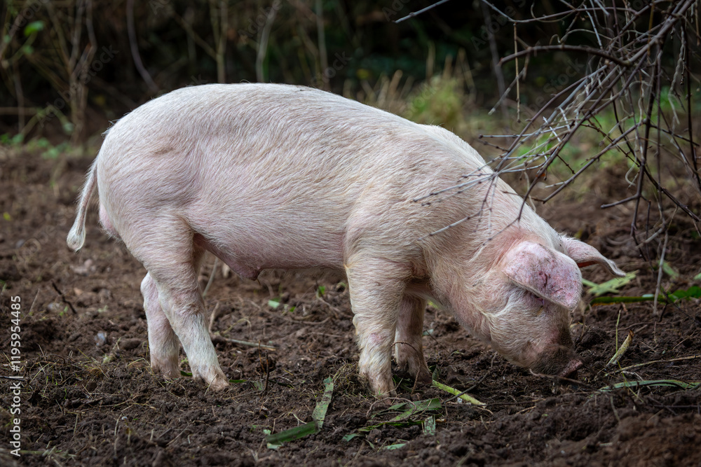 Wall mural piglet in her enclosure, Image shows a single Large white crossbred piglet 