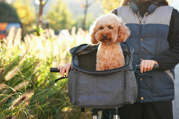 Woman with bicycle and cute Toy Poodle dog in pet carrier outdoors on sunny day, closeup