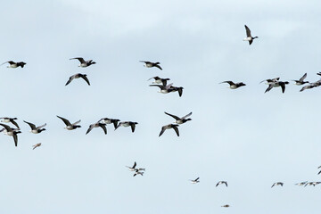 Brent Geese (Branta bernicla) in Flight - Common in Coastal Areas, Turvey Nature Reserve, Dublin