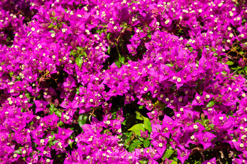 Obraz premium Blooming great bougainvillea (Bougainvillea spectabilis) close-up