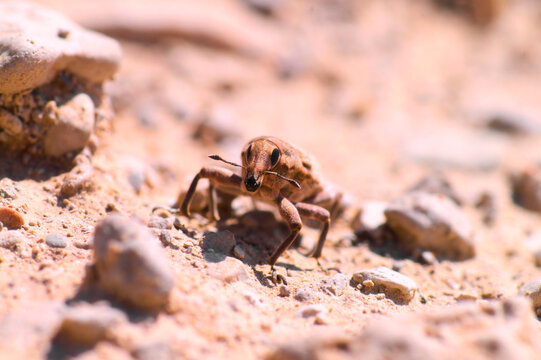 Close-up of a weevil in its natural sandy habitat