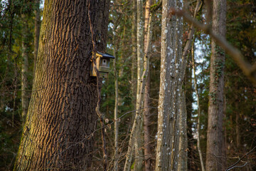 A wooden birdhouse attached to a tree trunk in a serene forest. Sunlight softly illuminates the bark, highlighting the natural beauty of the woodland environment