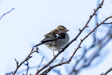 Female Chaffinch (Fringilla coelebs) at Baldoyle Racecourse, Dublin, found in woodlands and gardens.