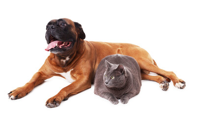 Cute dog and cat lying on white background