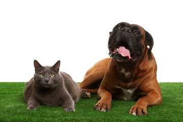 Cute dog and cat on green grass against white background