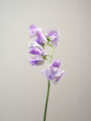 紫色の花スイートピー
