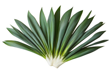 Obraz premium A bunch of green onions on an isolated background. Onion quills for copy paste. Generated with AI.