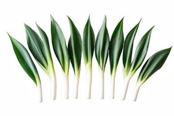 A bunch of green onions on an isolated background. Onion quills for copy paste. Generated with AI.