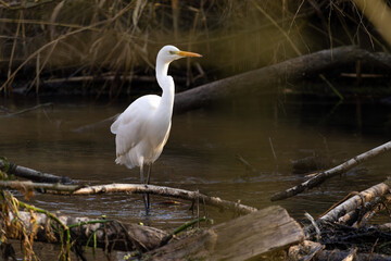 Silberreiher, Great Egret an einem Bach im Winter auf der Jagd