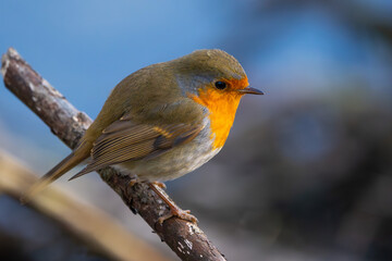 Rotkelchen im Herbst / Winter auf einem Ast / Vogel