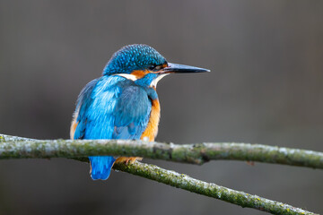 Eisvogel im Herbst, Winter auf einem Ast / Vogel / Kingfisher