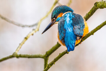 Eisvogel im Herbst, Winter auf einem Ast / Vogel / Kingfisher