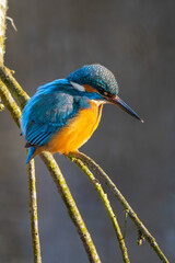 Eisvogel im Herbst, Winter auf einem Ast / Vogel / Kingfisher