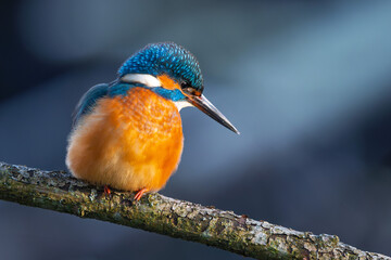 Eisvogel im Herbst, Winter auf einem Ast / Vogel / Kingfisher