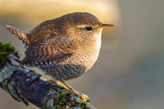 Zaunk&ouml;nig, Eurasien Wren im Herbst, Winter auf einem Ast / Vogel