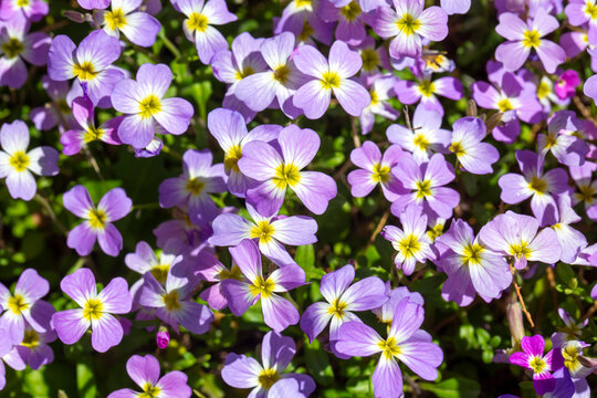 Aubrieta deltoidea or Virginia stock, Malcolmia maritima, is from the Brassicaceae family.
