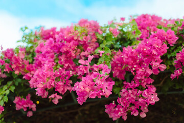 Obraz premium Pink bugenwilla, bougainvillea, beautyful pink flowers, flower decoration, holiday, flora, flowers, hotels 