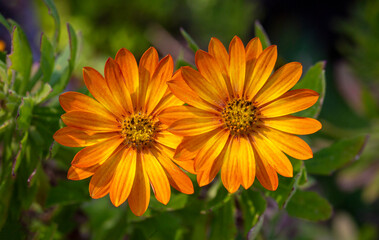 Osteospermum is a genus belonging to the Asteraceae family.