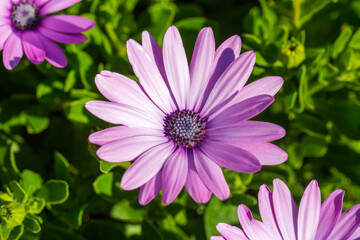 Obraz premium Osteospermum is a genus belonging to the Asteraceae family.